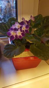  - violete in colectie