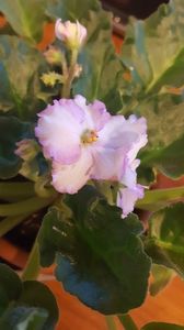  - violete in colectie