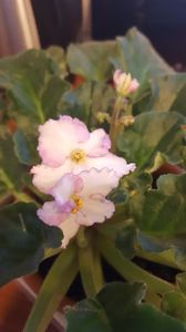  - violete in colectie