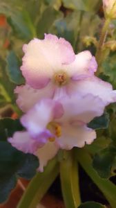  - violete in colectie