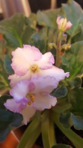  - violete in colectie
