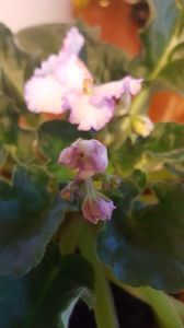 - violete in colectie