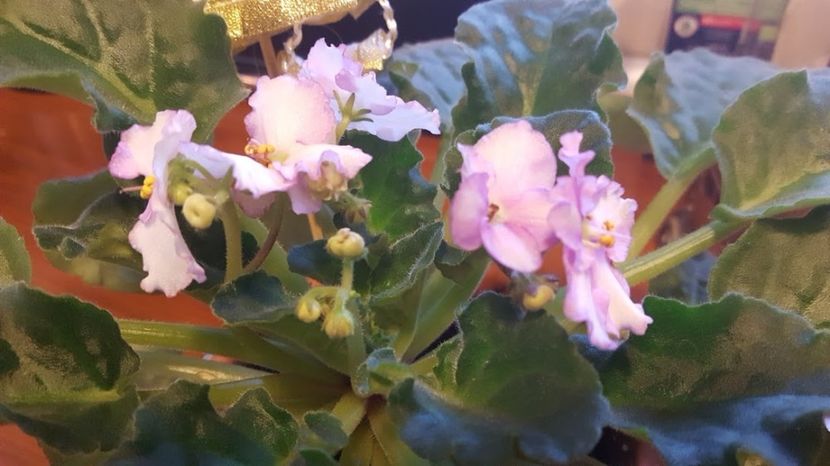  - violete in colectie