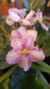  - violete in colectie