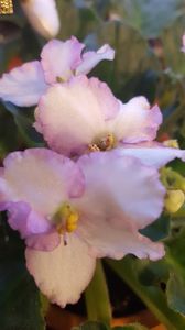  - violete in colectie