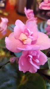  - violete in colectie