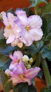  - violete in colectie