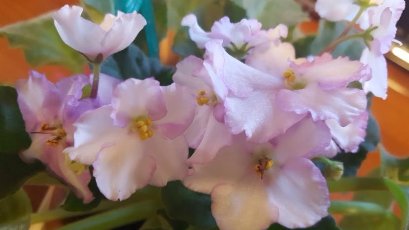  - violete in colectie