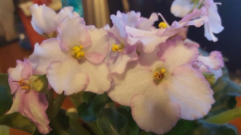  - violete in colectie