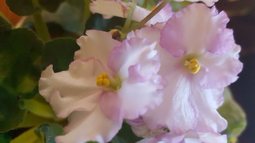  - violete in colectie
