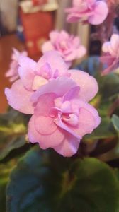  - violete in colectie