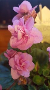  - violete in colectie