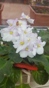  - violete in colectie