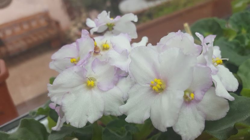  - violete in colectie