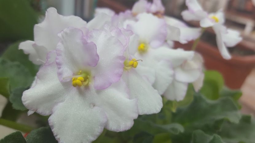  - violete in colectie