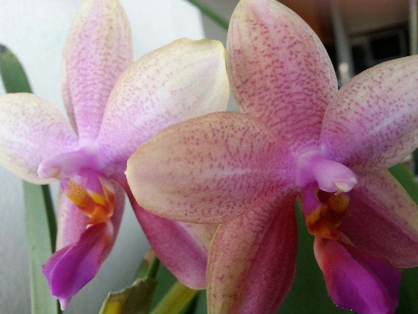  - Phalaenopsis Liodoro