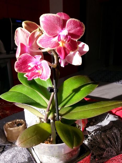 Mini phalaenopsis nouă - Phalaenopsis Liodoro