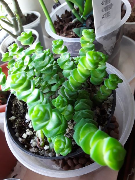 Crassula marnieriana hottentot - Suculente mica pasiune