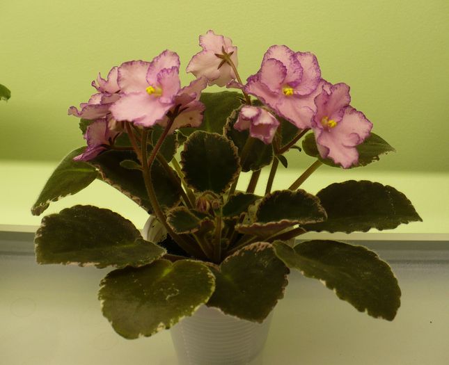 P1210314 - Violete africane 2010 -AV