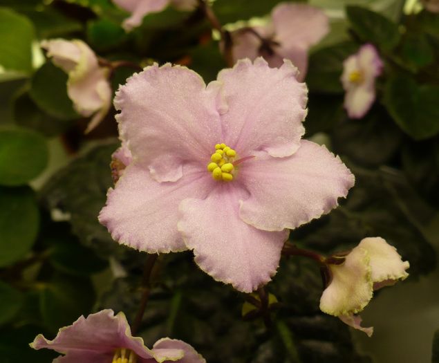 P1210328 - Violete africane 2010 -AV