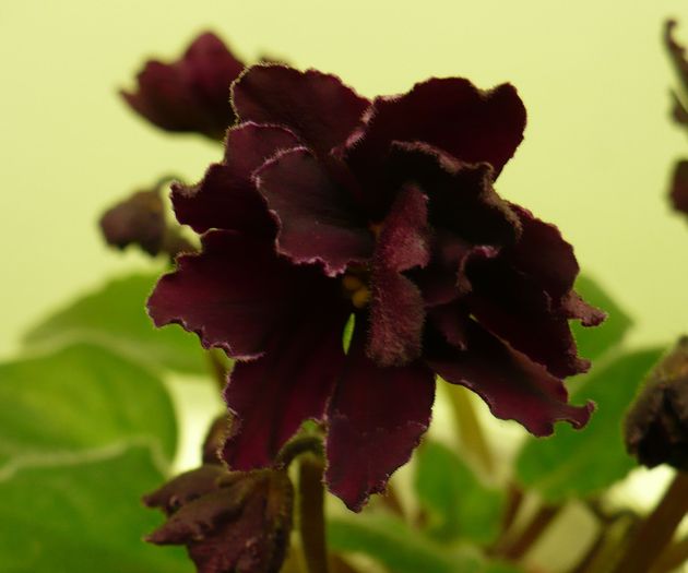 P1210329 - Violete africane 2010 -AV
