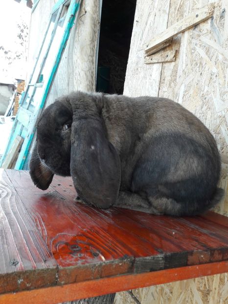  - 1_0 Mascul_Thuringer