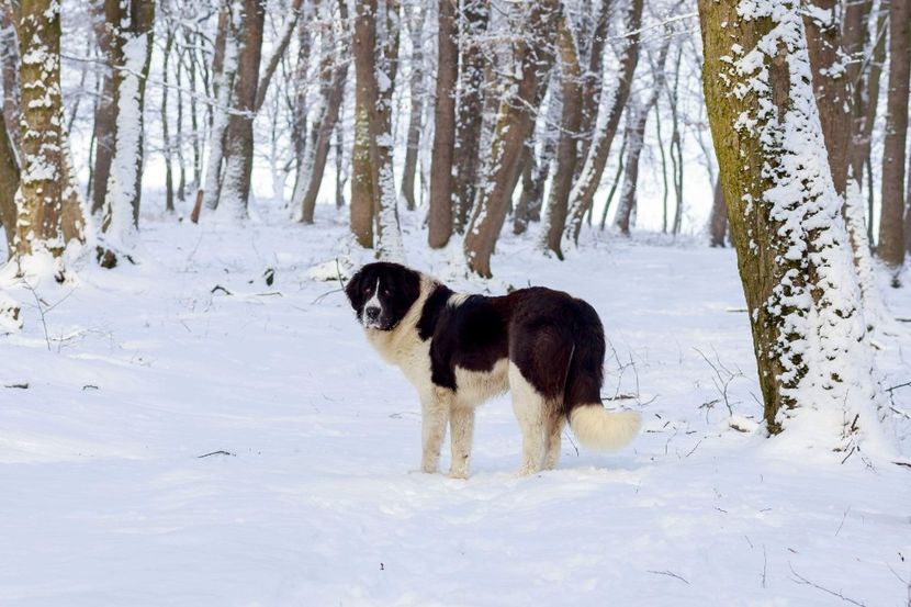 23.01.18 - 13-C R B Negruta