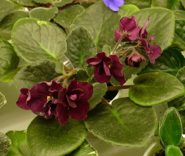 P1210337 - Violete africane 2010 -AV