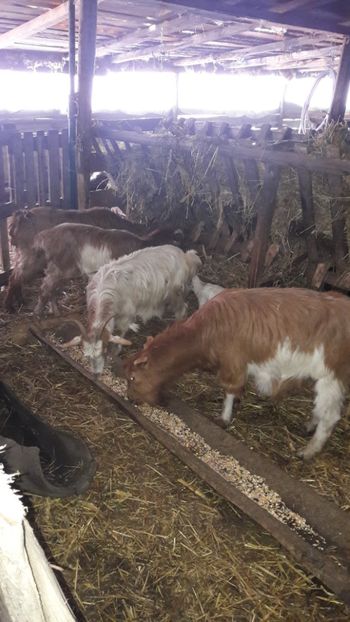  - Oi si capre ianuarie 2018