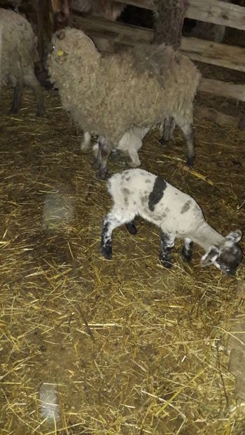  - Oi si capre ianuarie 2018