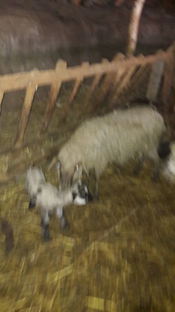  - Oi si capre ianuarie 2018