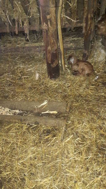  - Oi si capre ianuarie 2018