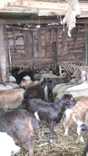  - Oi si capre ianuarie 2018