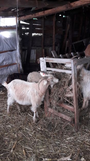  - Oi si capre ianuarie 2018