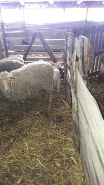  - Oi si capre ianuarie 2018