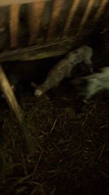  - Oi si capre ianuarie 2018