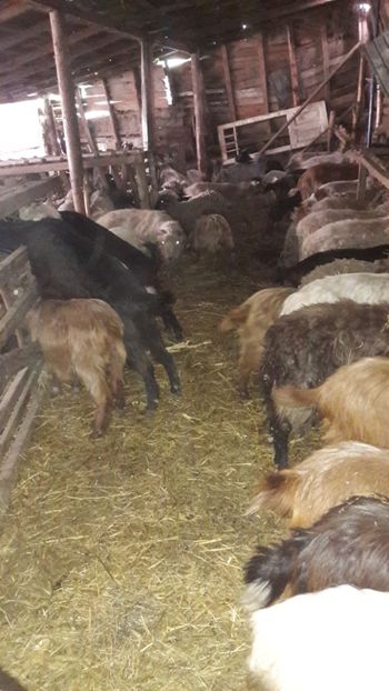  - Oi si capre ianuarie 2018