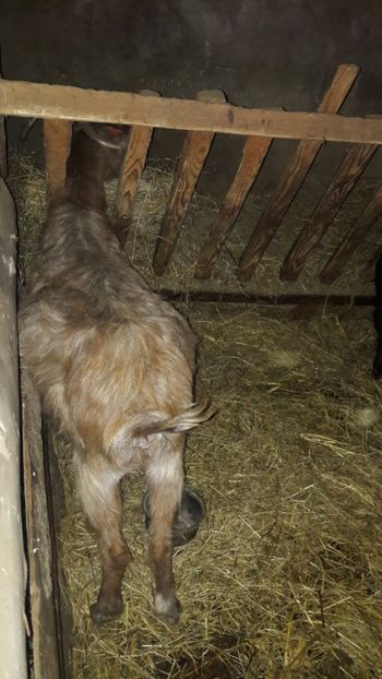  - Oi si capre ianuarie 2018