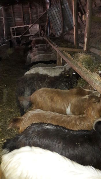  - Oi si capre ianuarie 2018