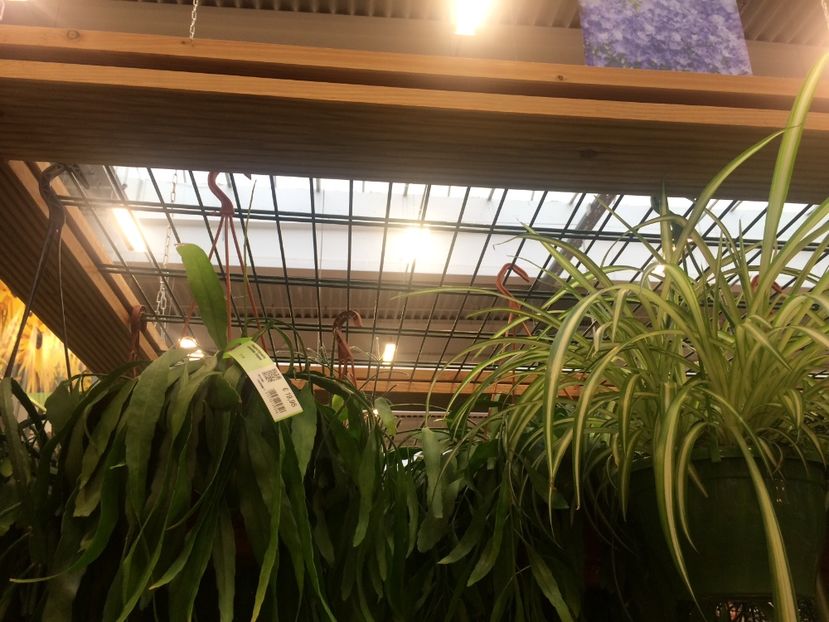 ...și gardul de tavan;) - Modele de Raft