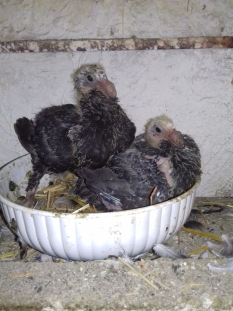 Frati - Tineret 2018