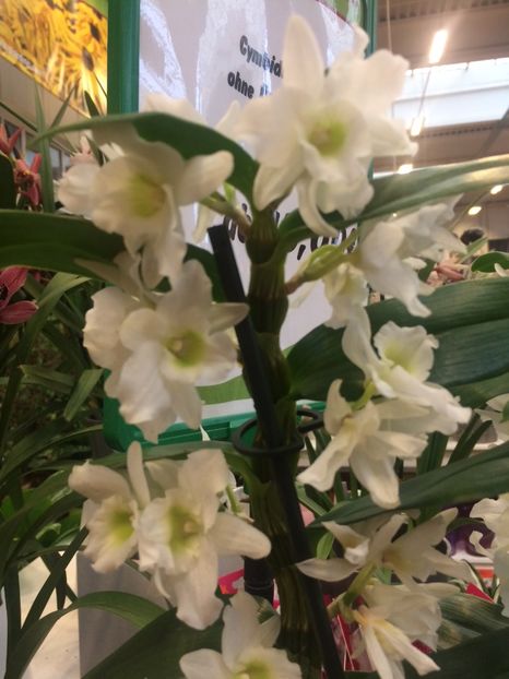 27.01.2018 Dendrobium - Expozitie de Orhidee