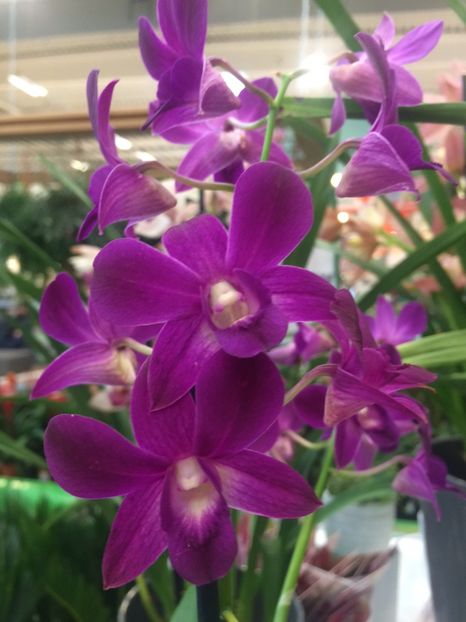 27.01.2018 Dendrobium - Expozitie de Orhidee