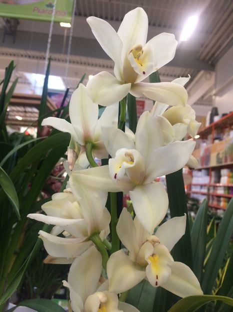 27.01.2018 Cymbidium - Expozitie de Orhidee