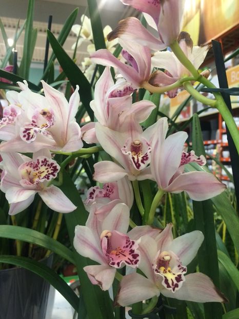27.01.2018 Cymbidium - Expozitie de Orhidee