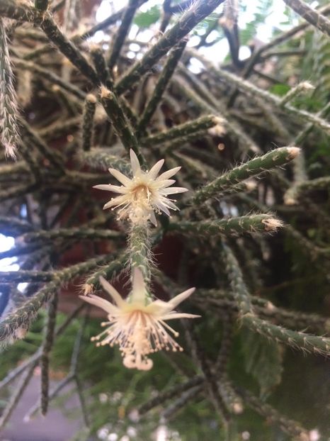 27.01.2018 Riphsalis - Expozitie de flori