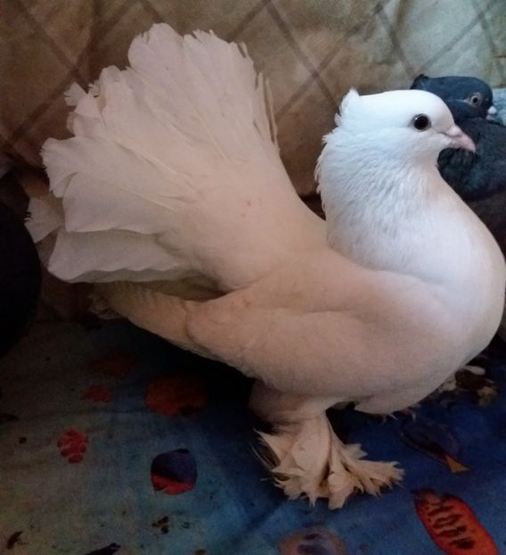  - voltati inieni 2018