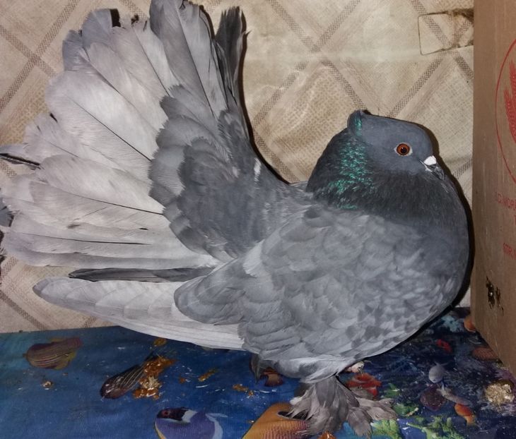  - voltati inieni 2018