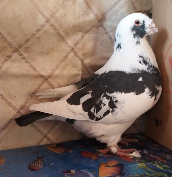  - Americani Giant Homer 2018