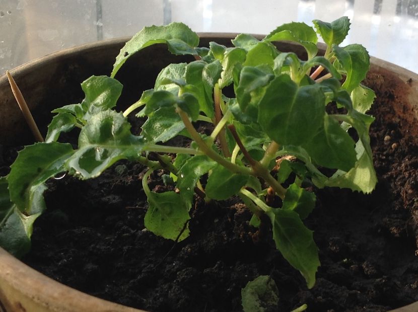 Grande Lorraine - Tăiere de igienizare fucsia